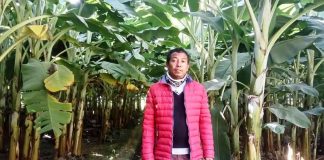 क्रसरले गर्दा केरा खेतीमा असर