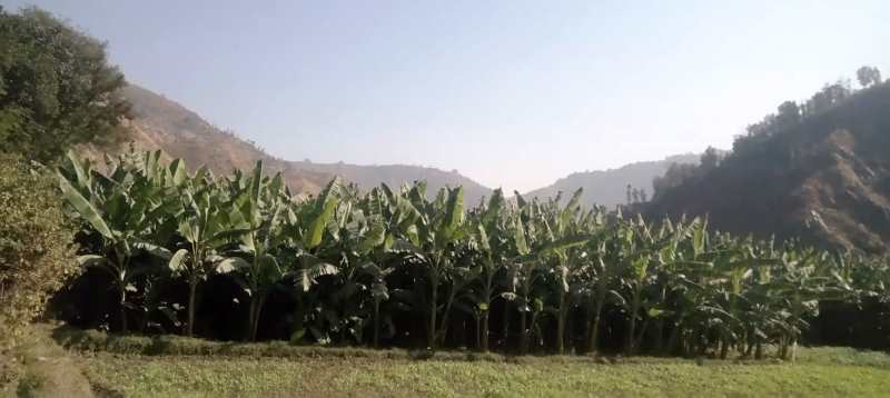 क्रसरले गर्दा केरा खेतीमा असर