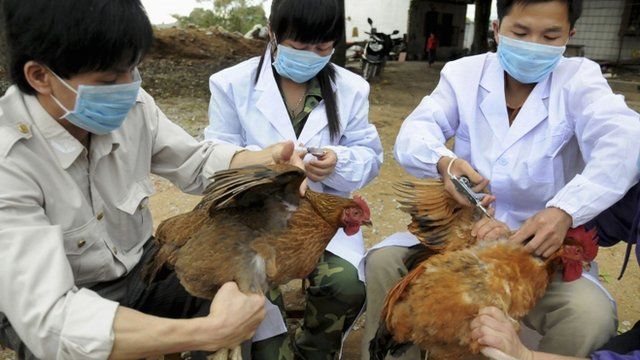 Birdflue.jpge बर्ड फ्लु रोगको लक्षण र त्यसबाट बच्ने उपाय