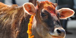 गाई काटेको आरोपमा राकाथुमका खड्काद्वय पक्राउ