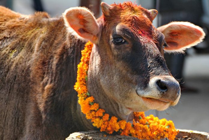 COW murder गाई काटेको आरोपमा राकाथुमका खड्काद्वय पक्राउ