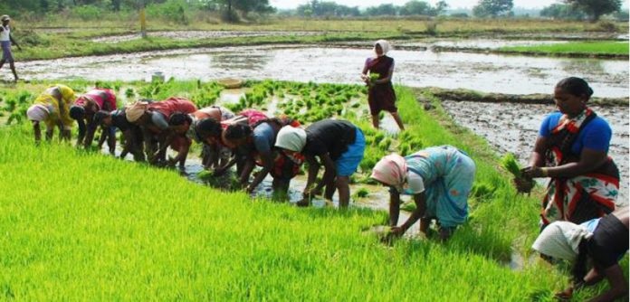 Kisan