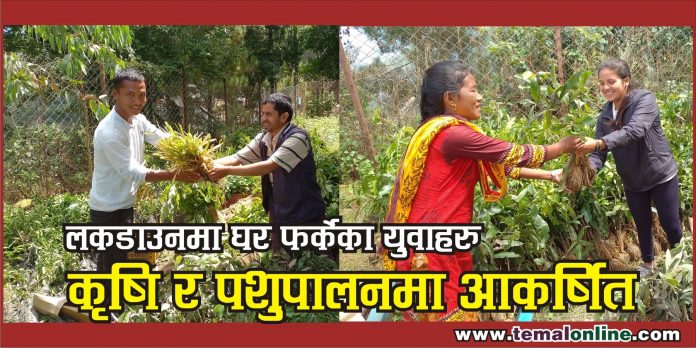Chauri Krishi