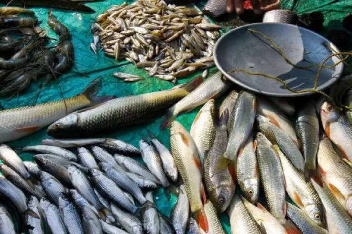 Fish