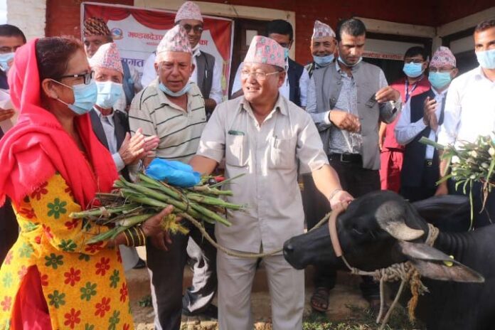 Mandan Tok Bahadur Waiba