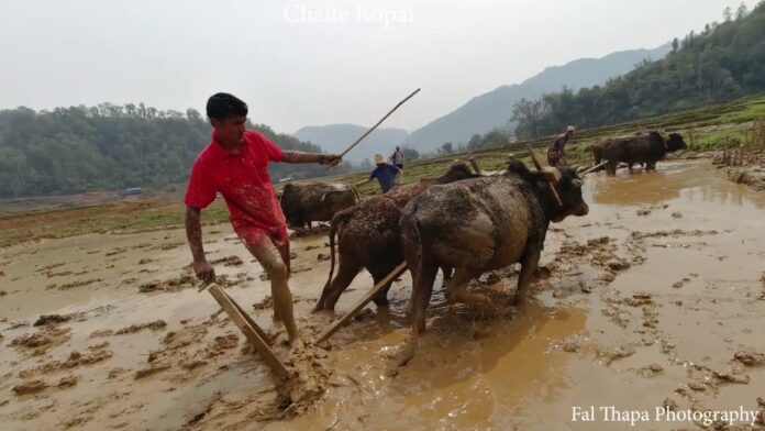 Ropai Khet